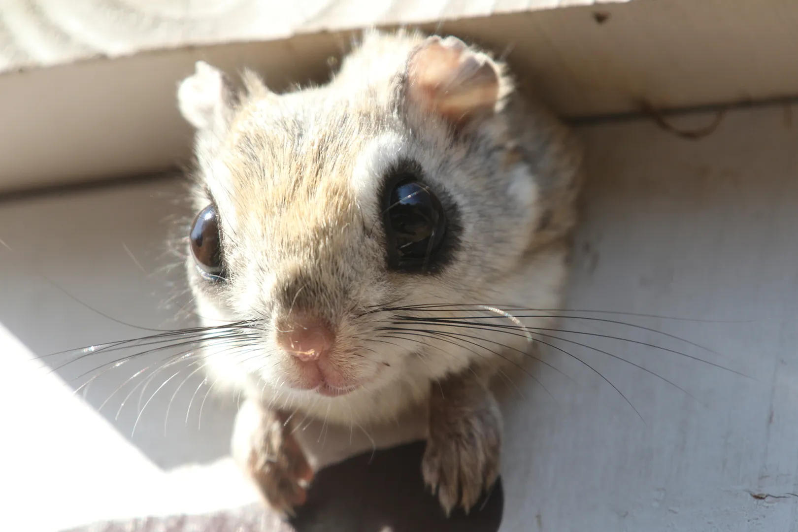 おびひろ動物園（帯広市）