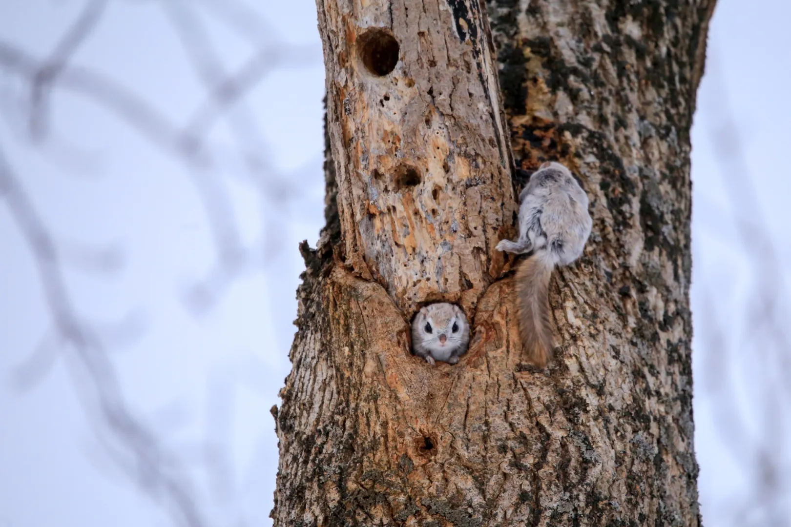 エゾモモンガの特性①｜食事や排せつ、子育てもすべて木の上で行う