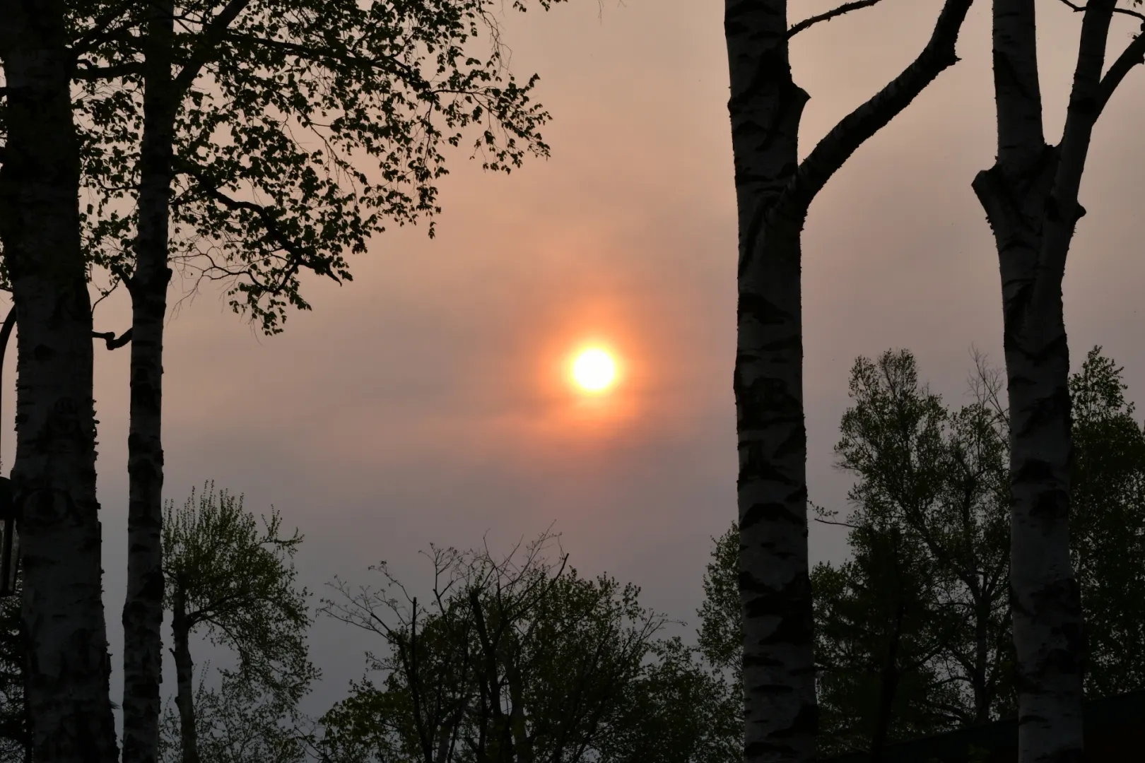 エゾモモンガの特性②｜主に夜行性で日の入りと日の出あたりで見られる