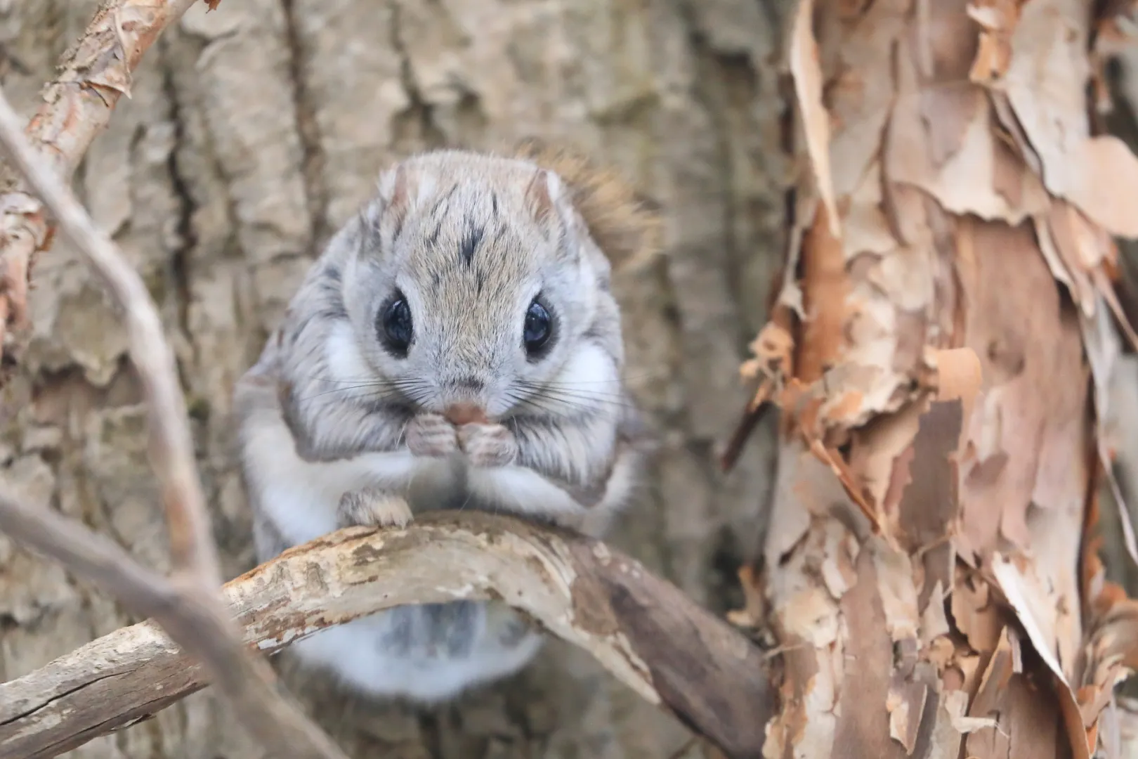 エゾモモンガの特性③｜木の実や木の芽を食べる