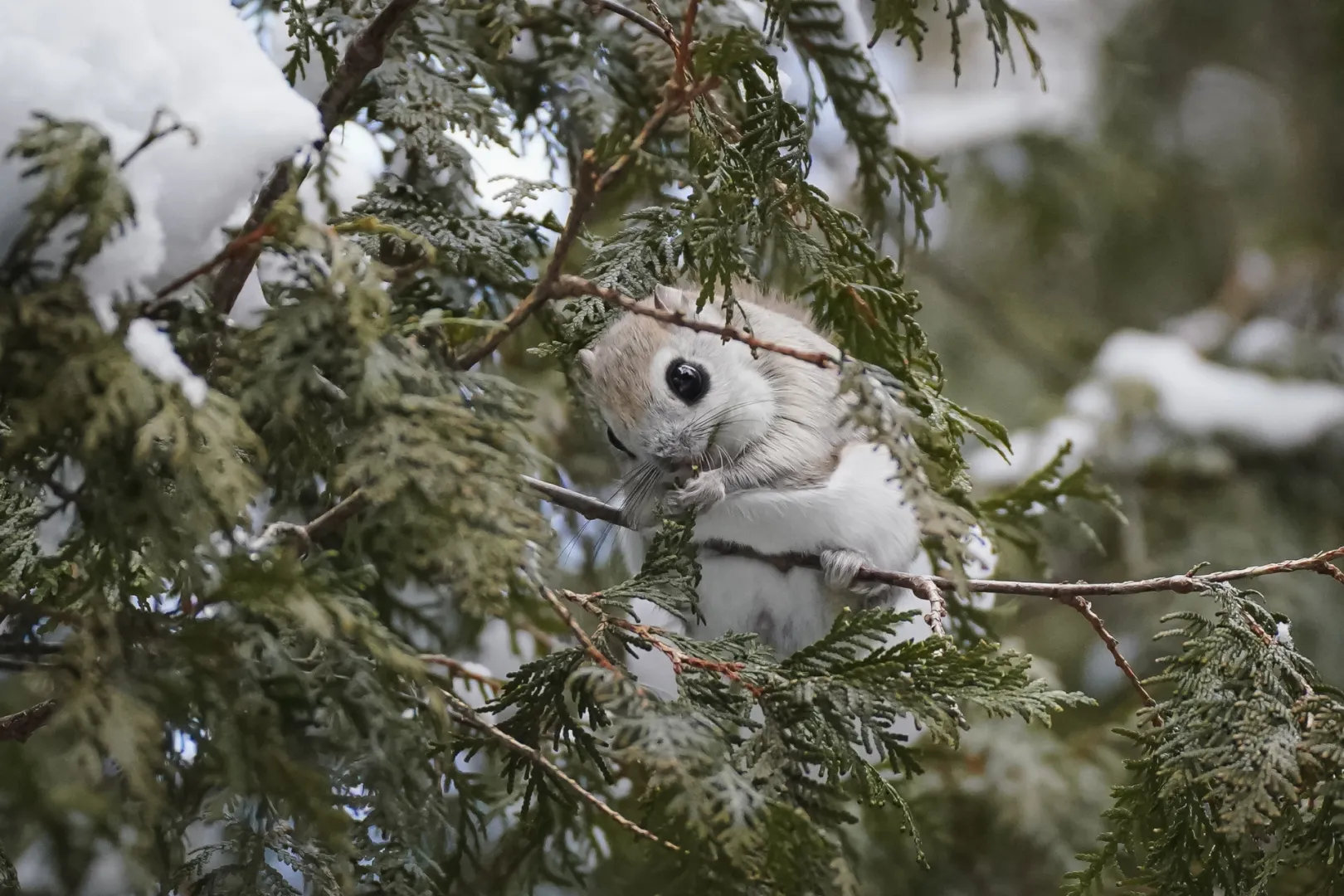 エゾモモンガは繁殖期の冬に目撃情報が多い