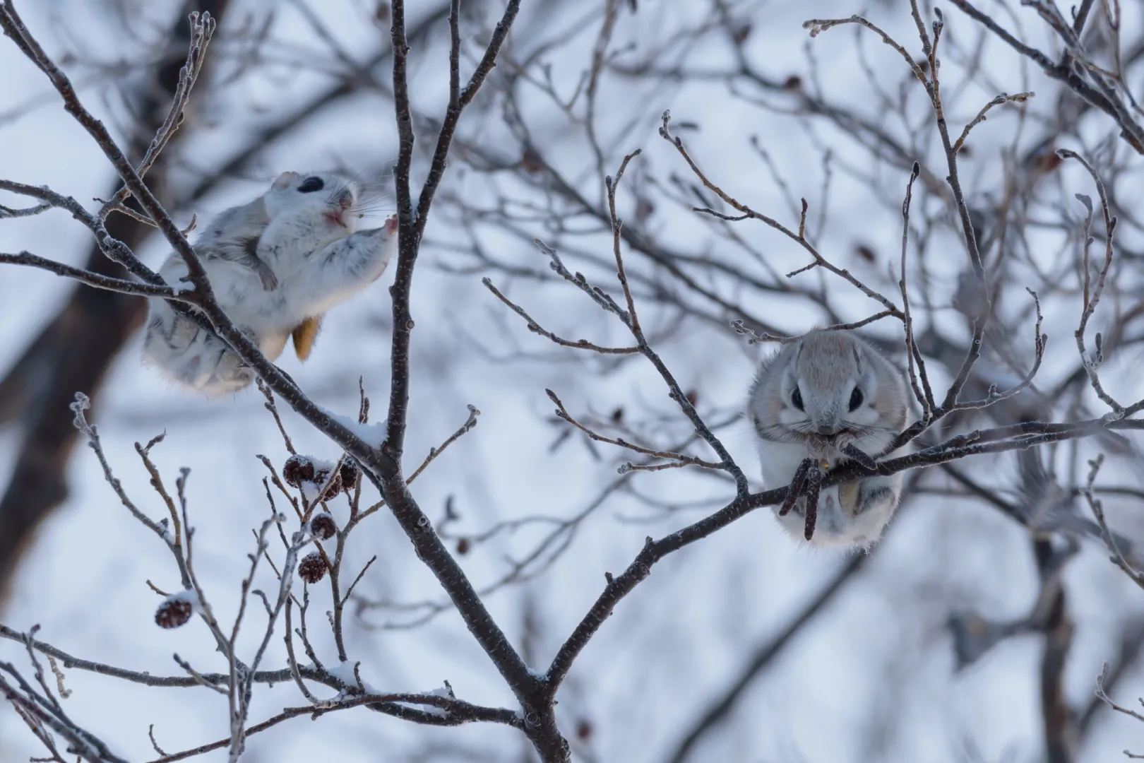 円山公園（札幌市）