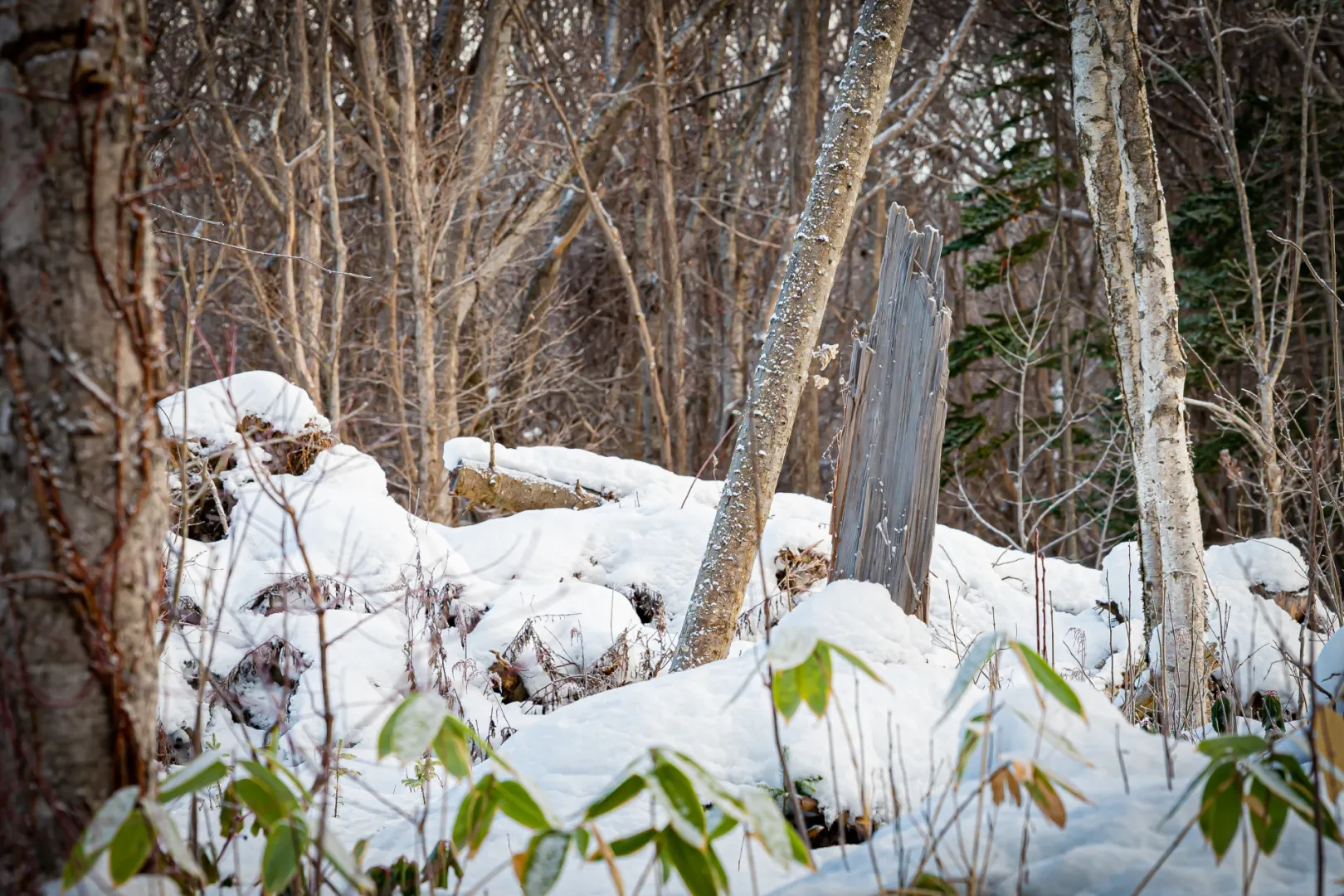 野幌森林公園（札幌市・江別市・北広島市）