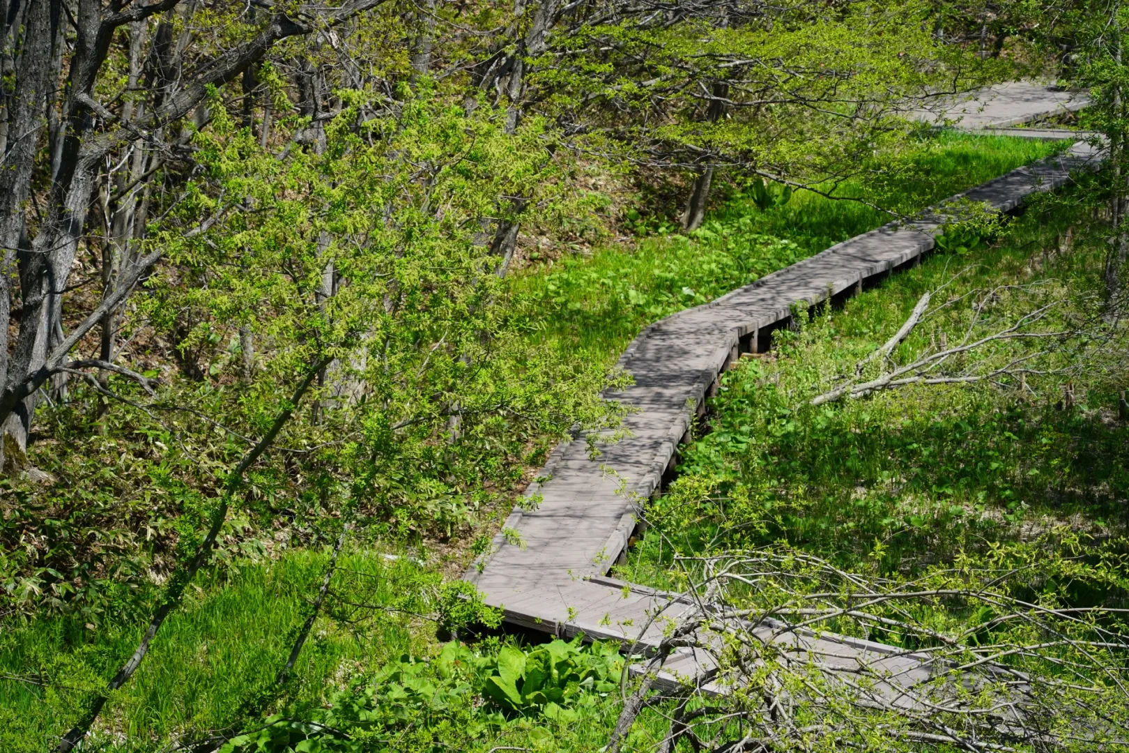 平岡公園（札幌市）