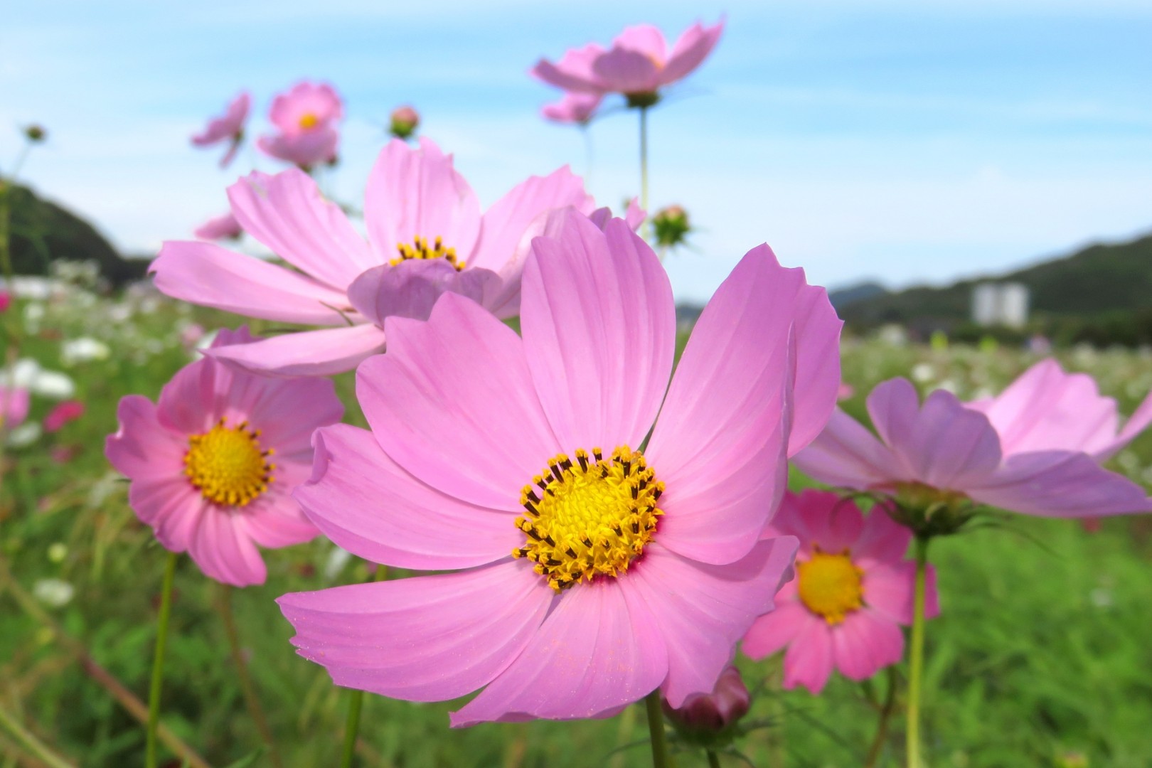 センセーション