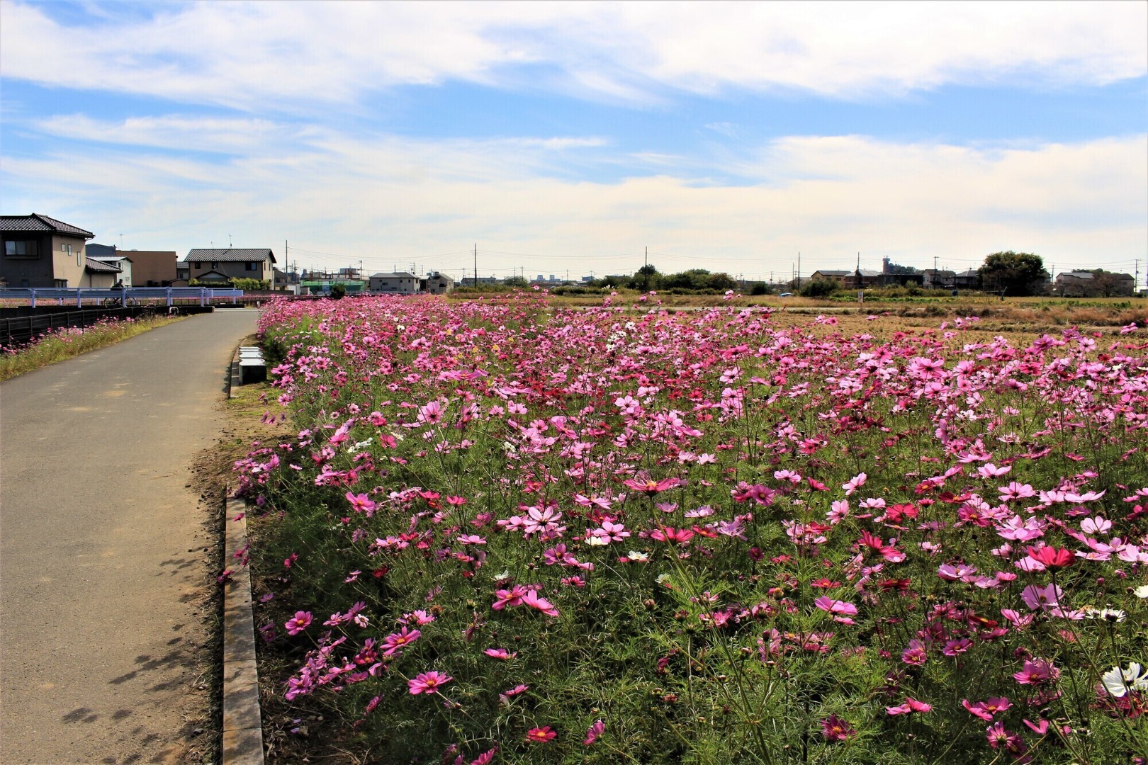 【埼玉】コスモスふれあいロード