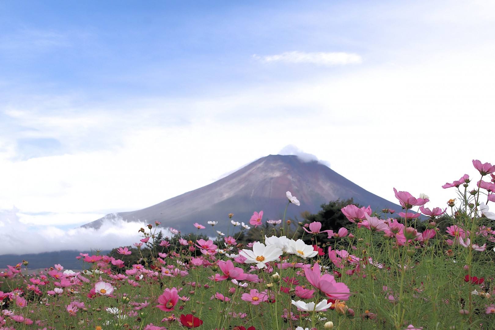 【山梨】山中湖 花の都公園