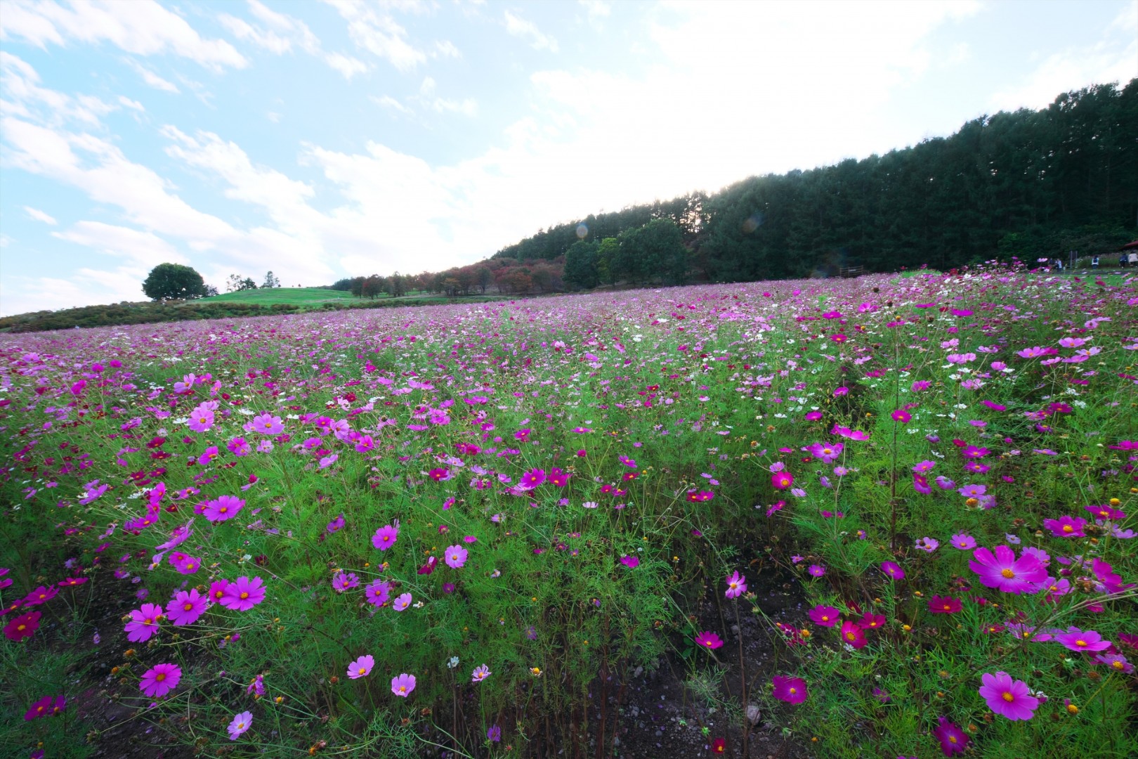 【北海道】太陽の丘えんがる公園 虹のひろば コスモス園
