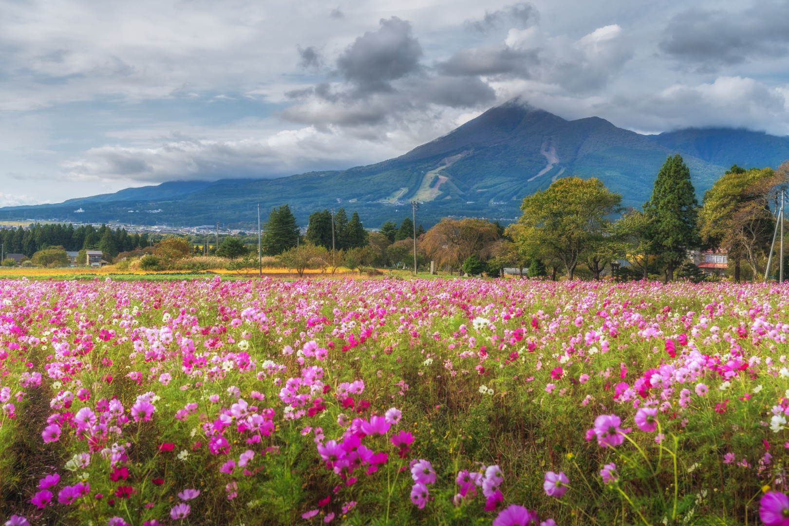 【福島】猪苗代ハーブ園のコスモス畑