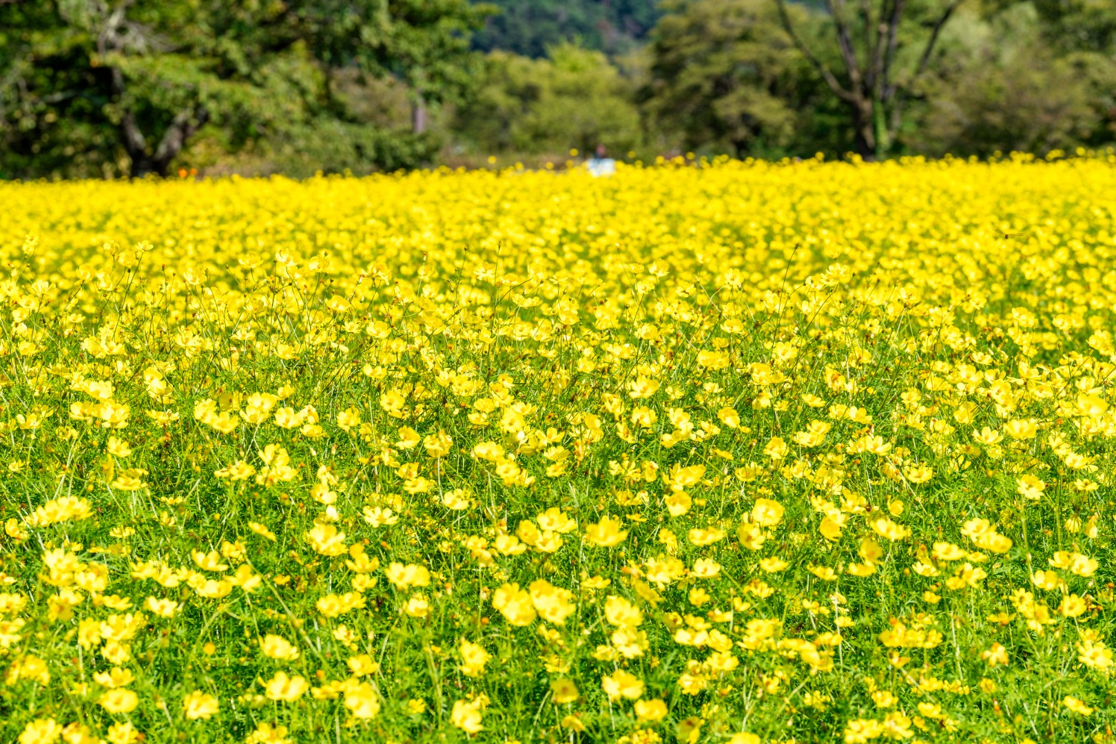 【宮城】国営みちのく杜の湖畔公園 南地区 花畑