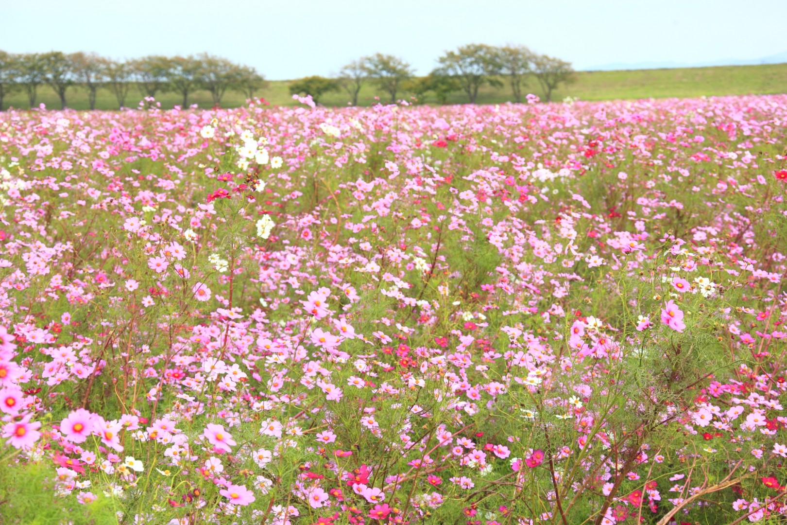 【福井】宮ノ下コスモス広苑	