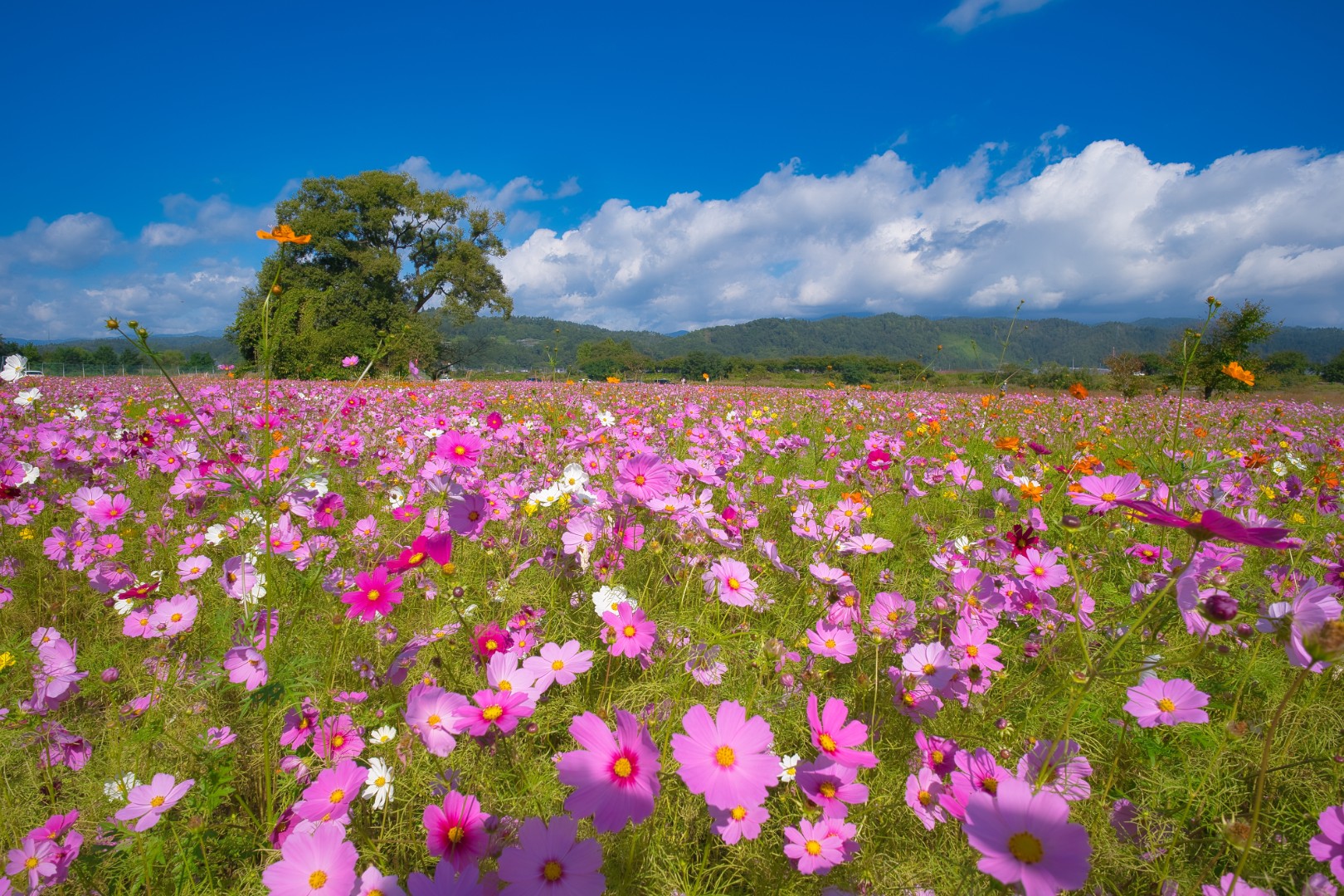 【山形】道の駅寒河江チェリーランド河川敷広場