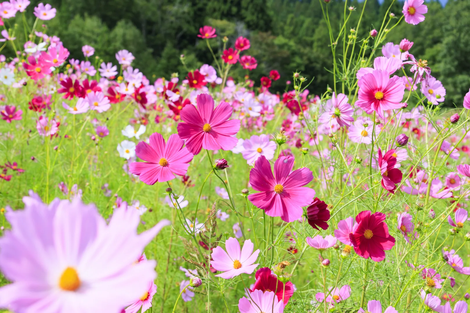 【長野】旬花咲く黒姫高原・コスモス園