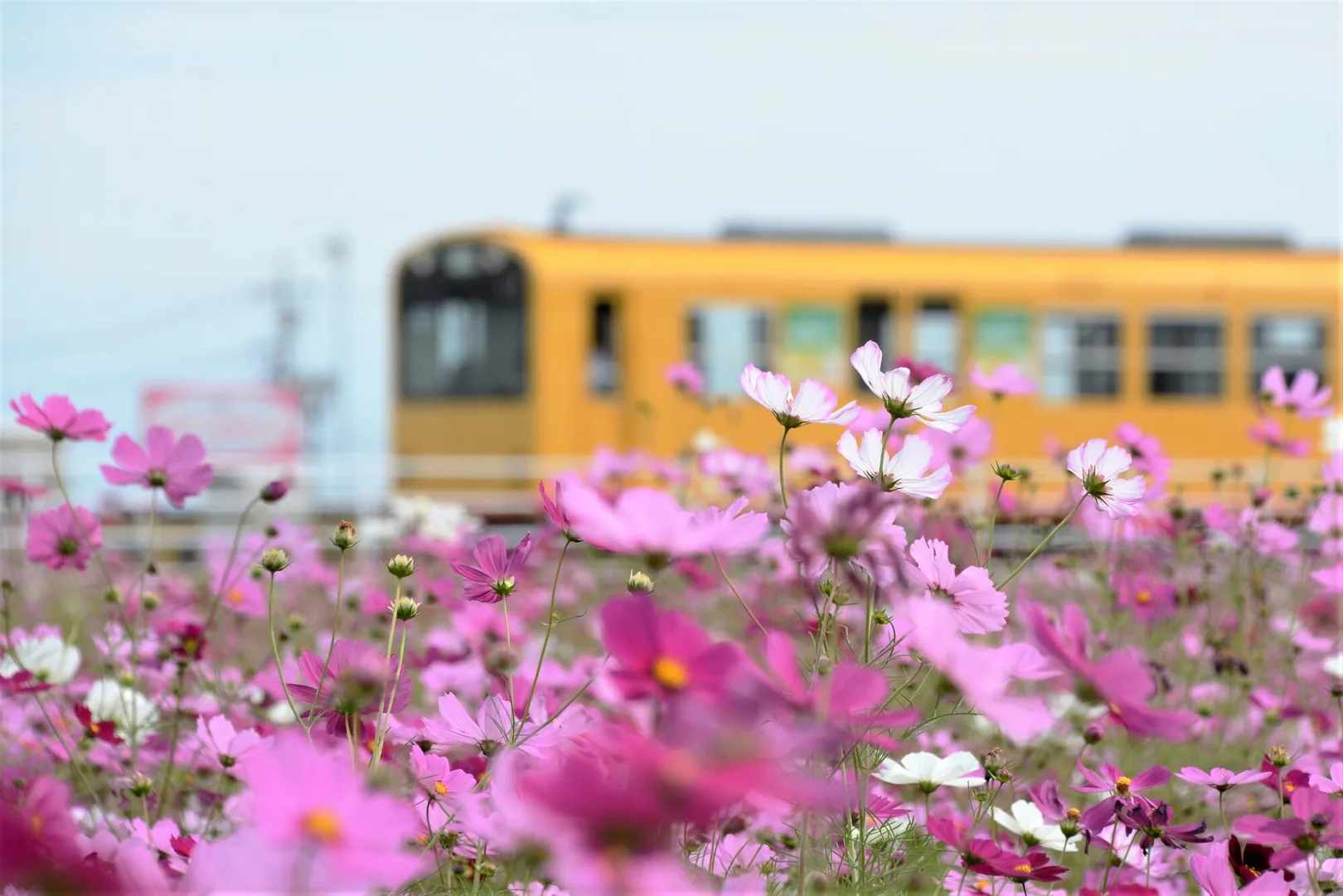 電車とコスモス