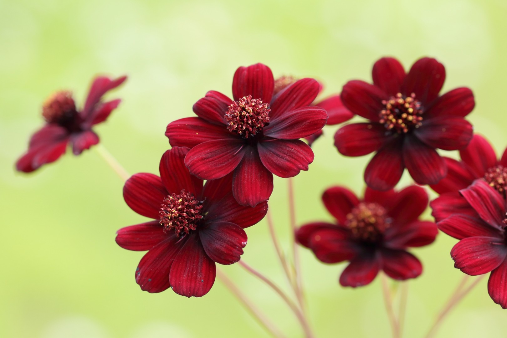 チョコレートコスモス