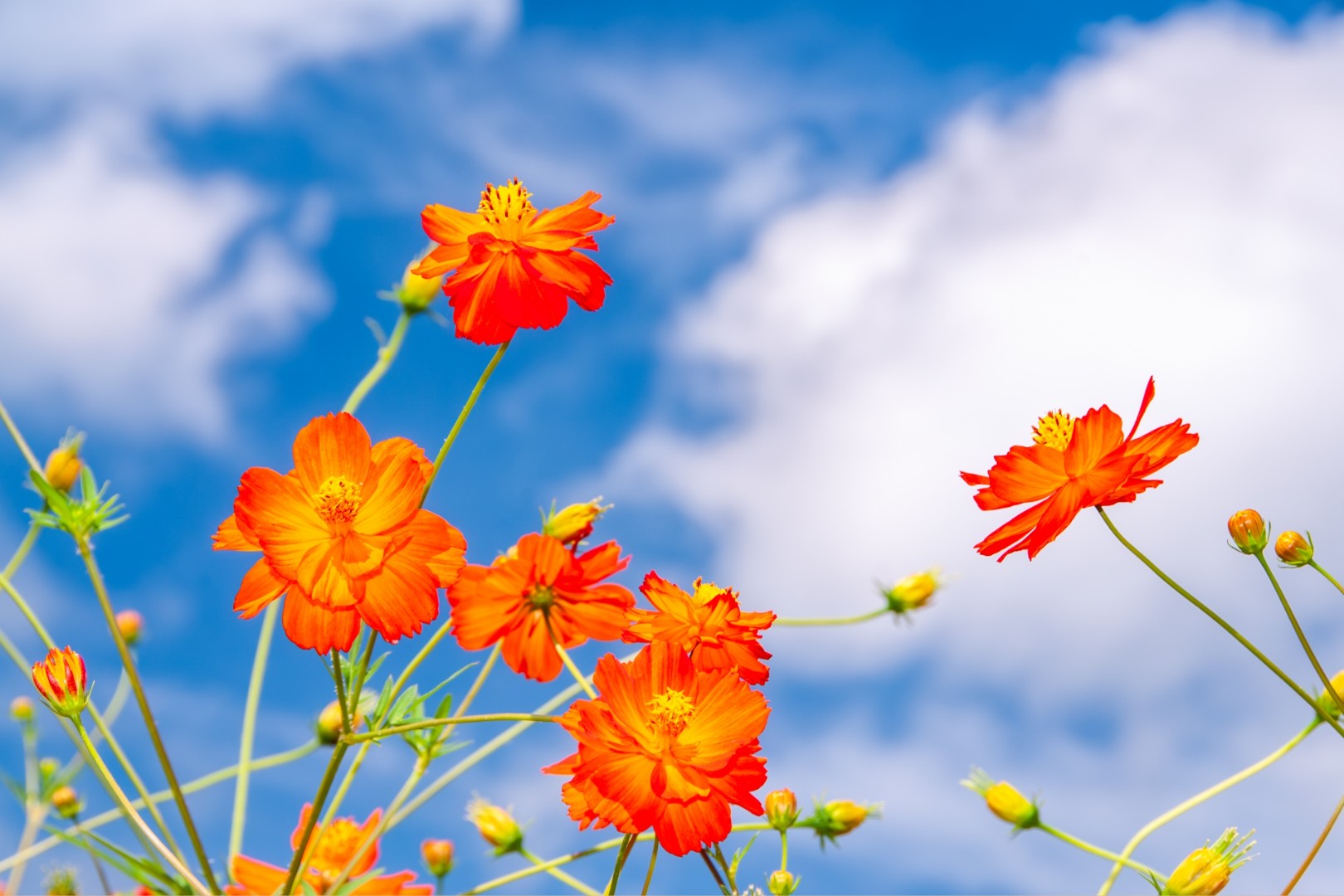 キバナコスモス