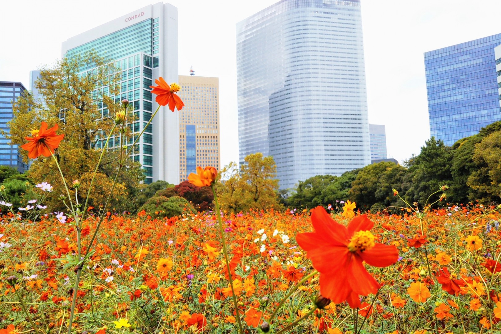 【東京】浜離宮恩賜庭園