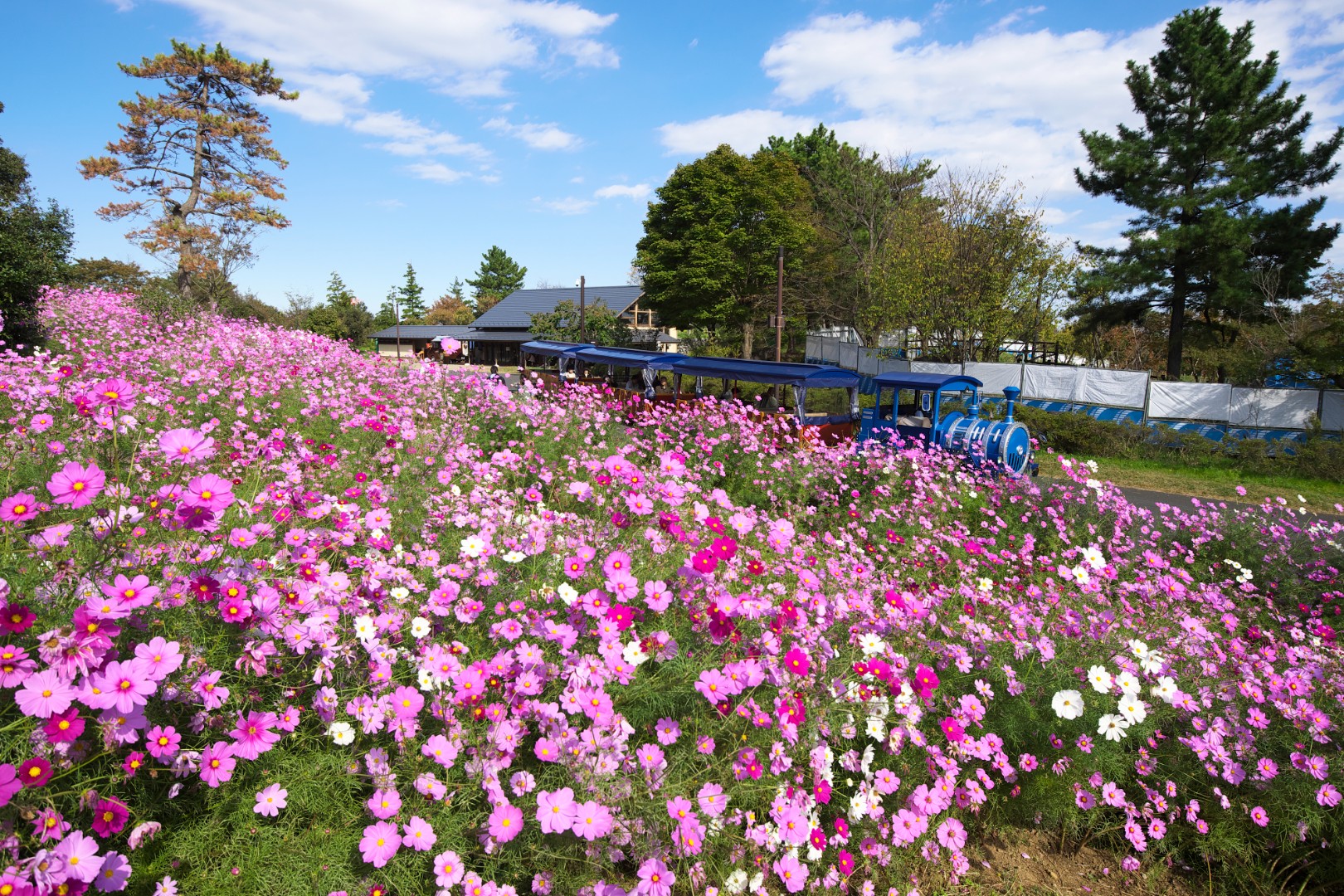 【東京】国営昭和記念公園 