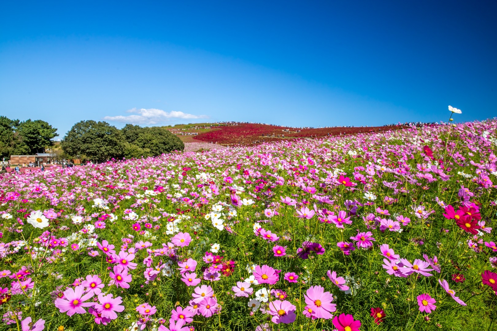 【茨城】国営ひたち海浜公園