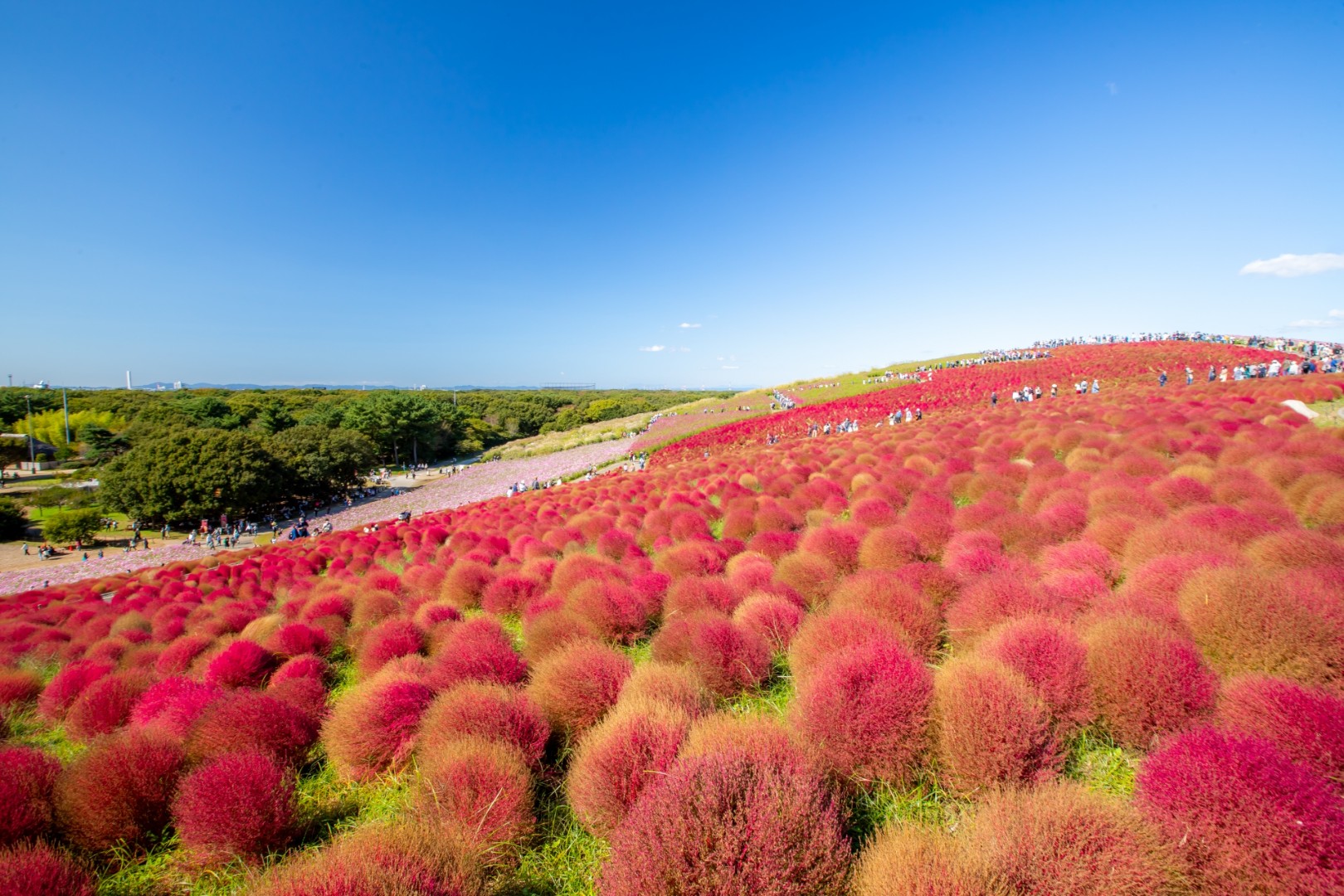 国営ひたち海浜公園