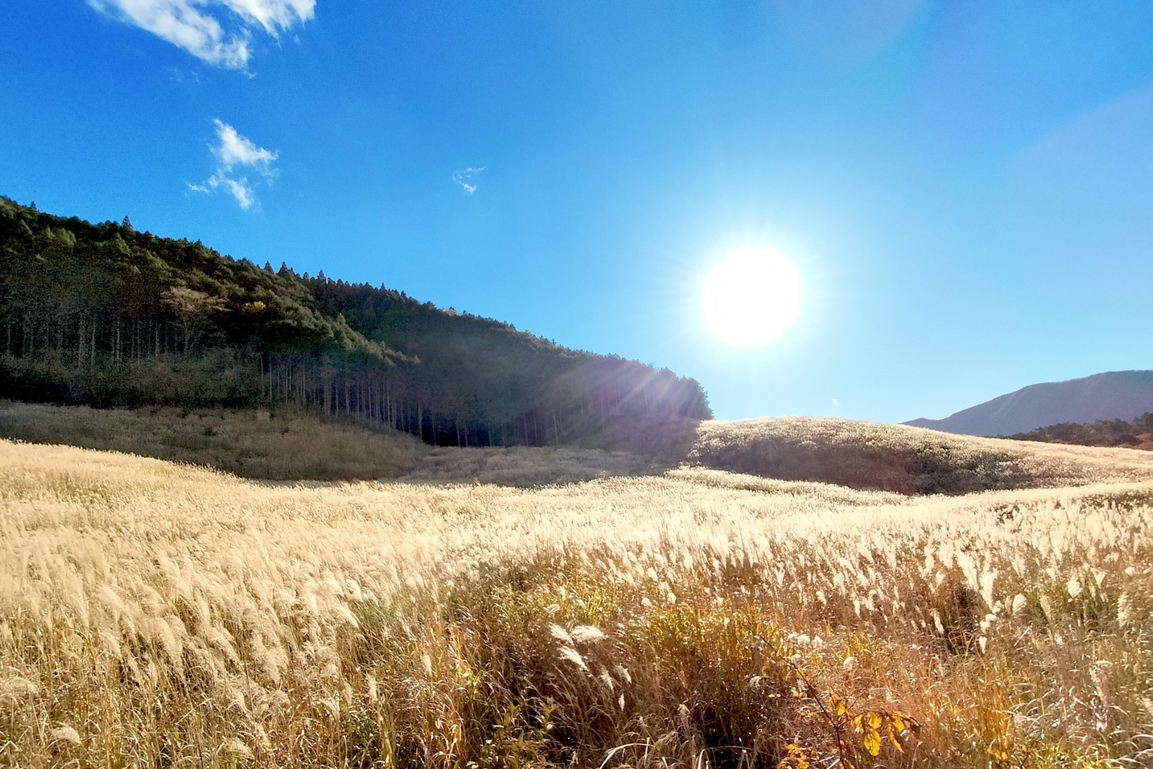仙石原 すすき草原