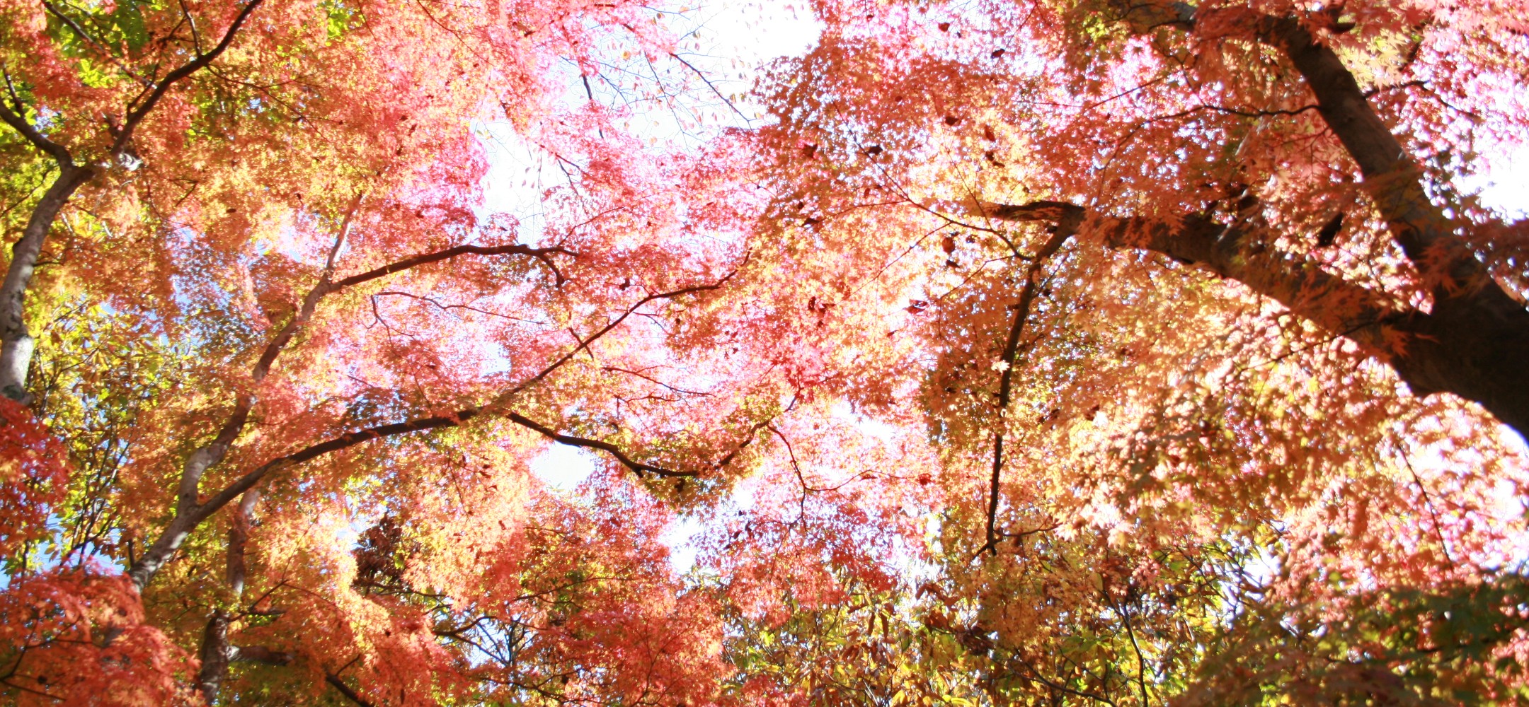 秋にしか見られない紅葉や絶景スポットを満喫！日帰りもできるスポットもご紹介