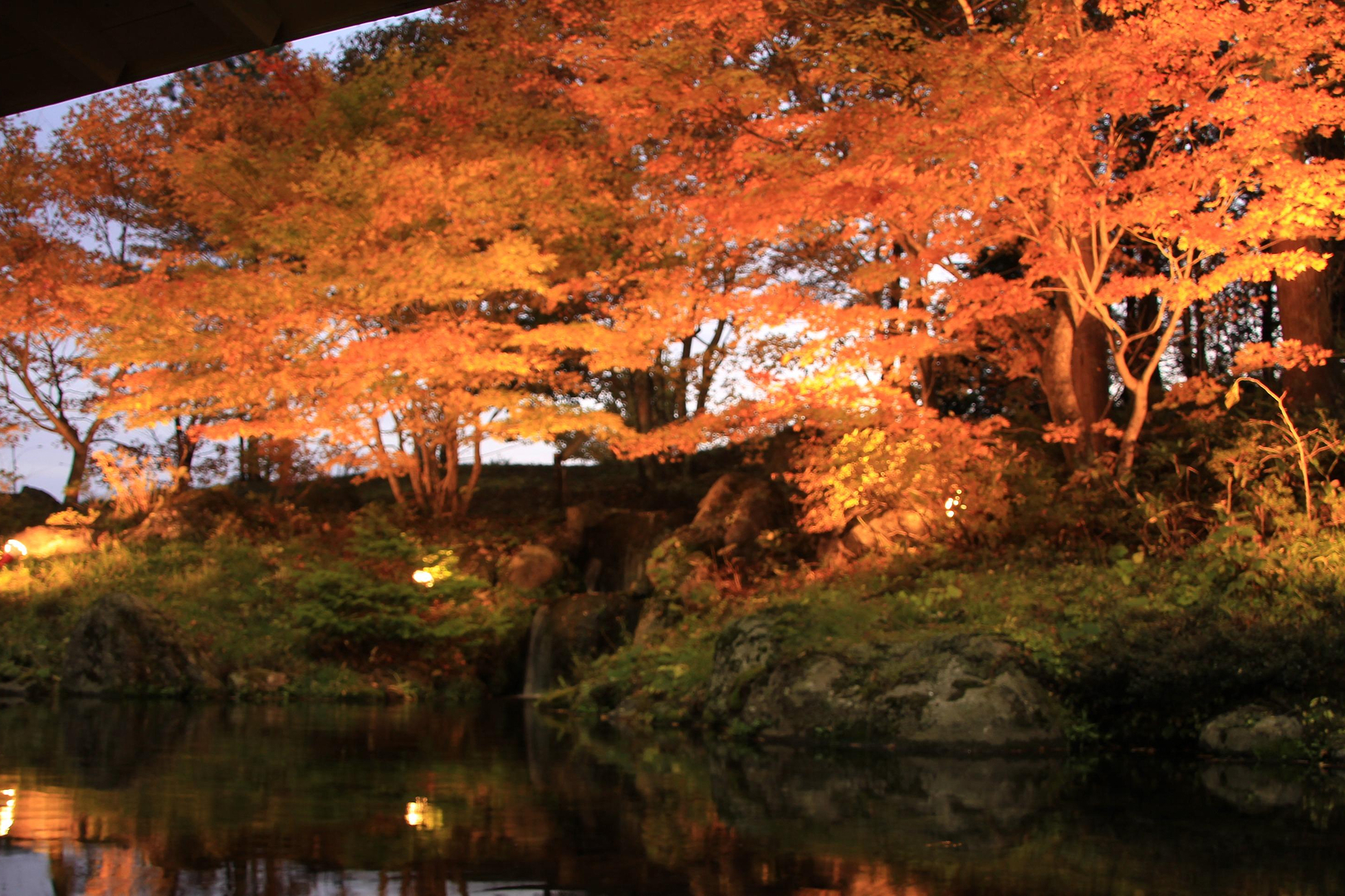 ライトアップされた紅葉