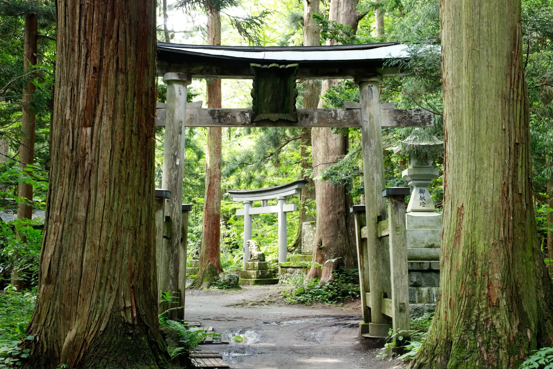 杉並木に囲まれた神秘的な雰囲気