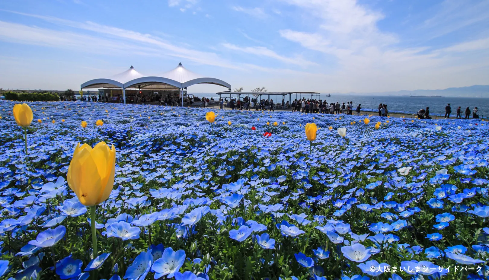 大阪まいしまシーサイドパークより「チューリップとネモフィラが咲き誇る春」