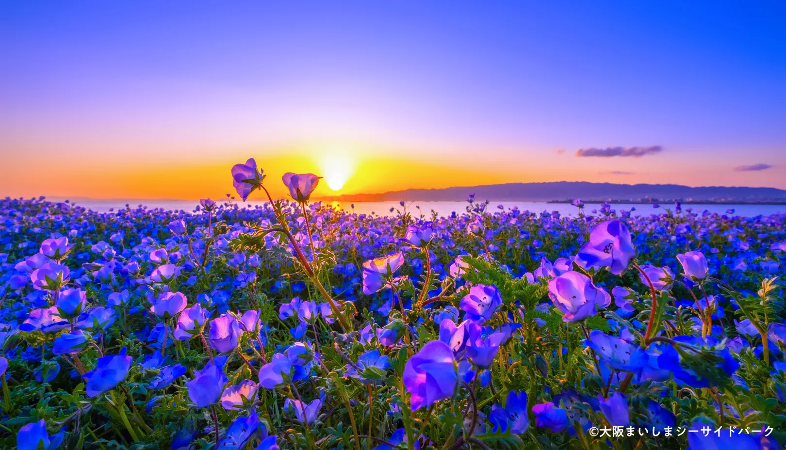 大阪まいしまシーサイドパークより「ネモフィラ畑越しに望む夕景」