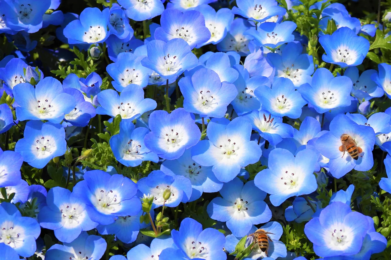 Q. 大阪でのネモフィラの見頃はいつ頃ですか？