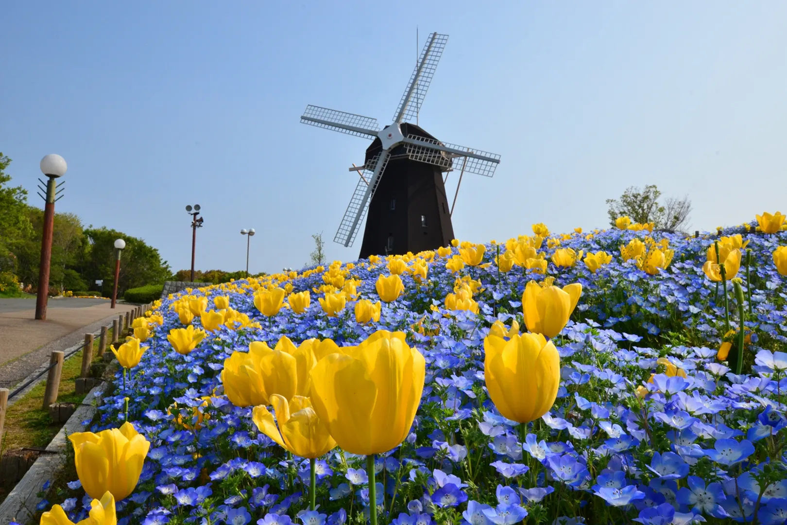 Q. 大阪で写真映えする「風車とネモフィラ」が撮れる場所はありますか？