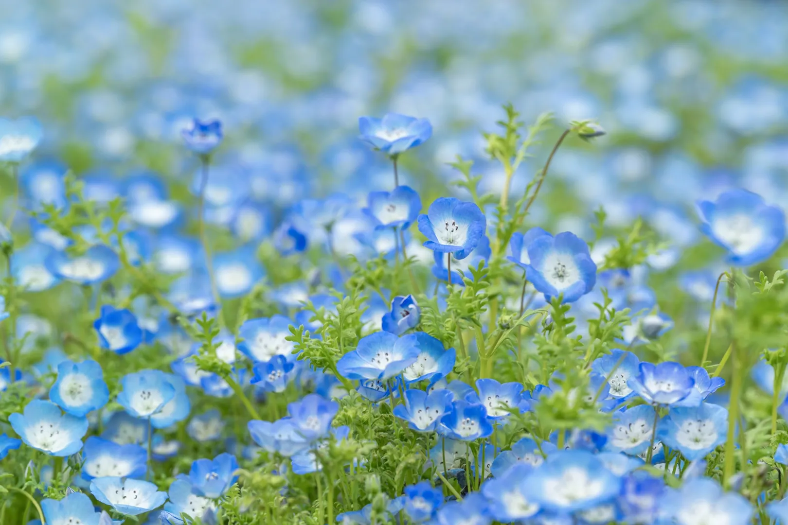 大阪市立長居植物園