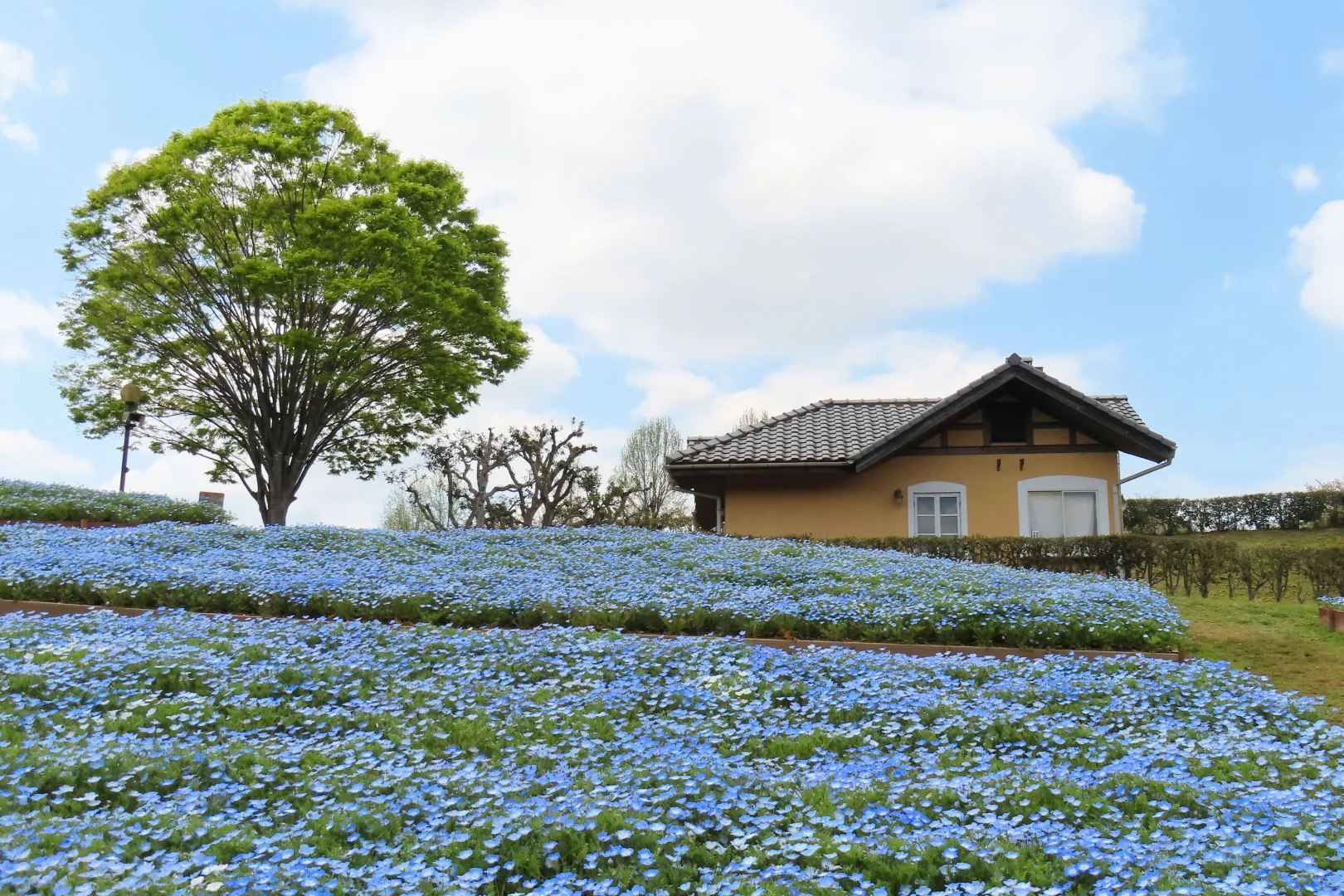 堺・緑のミュージアム ハーベストの丘