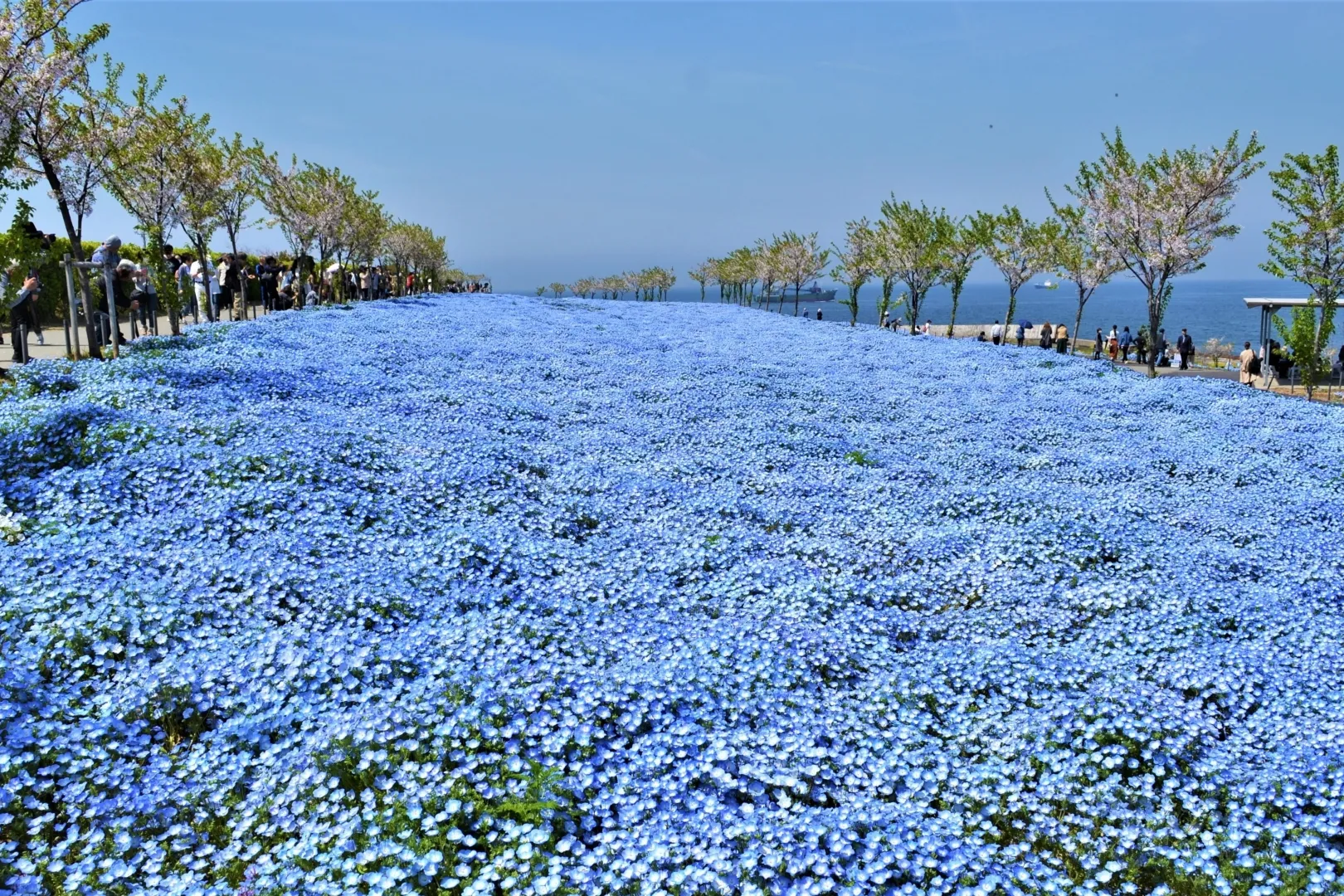 Q. 大阪で最大規模のネモフィラ畑はどこですか？