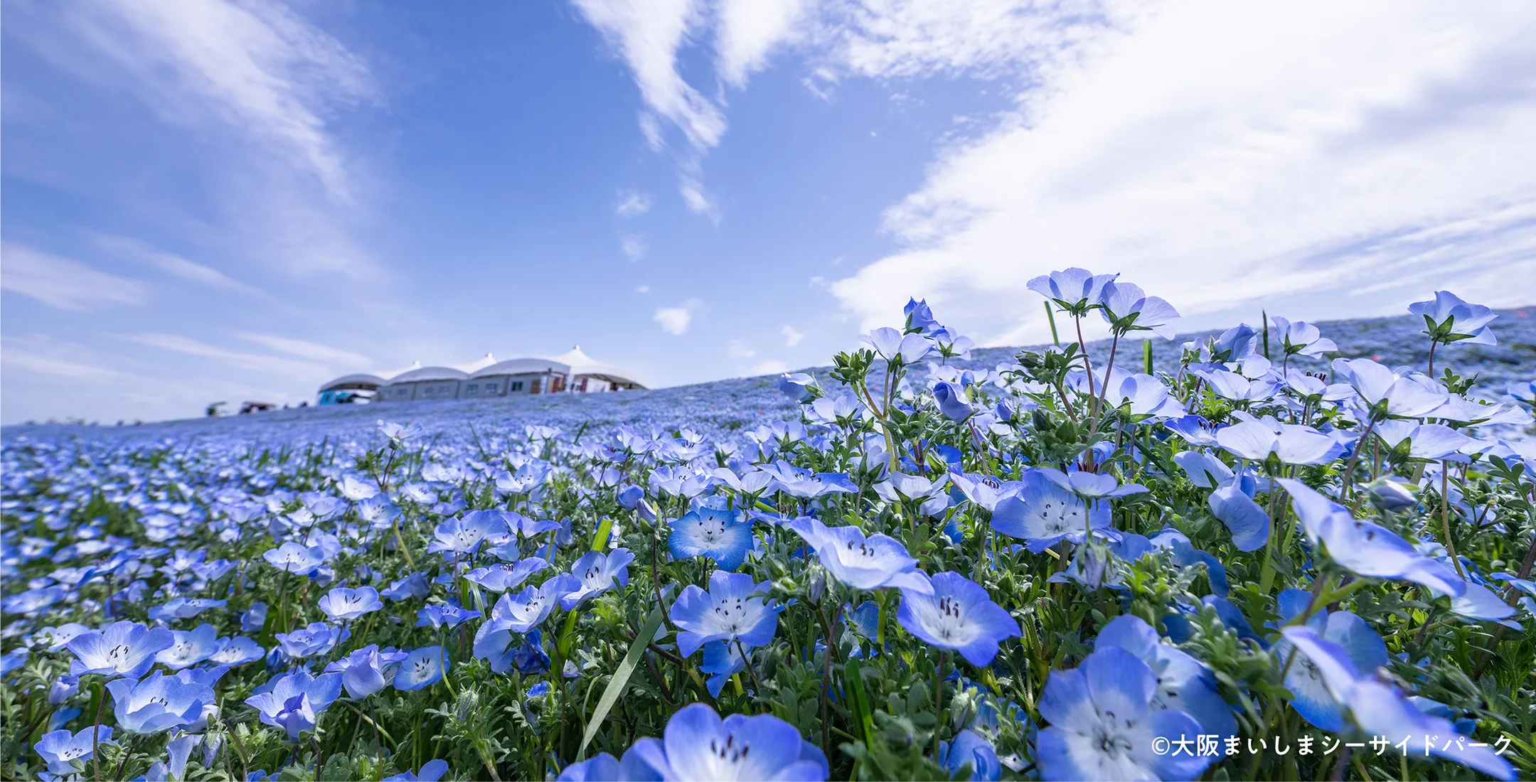 2026年こそ訪れたい！大阪のネモフィラ絶景スポット情報