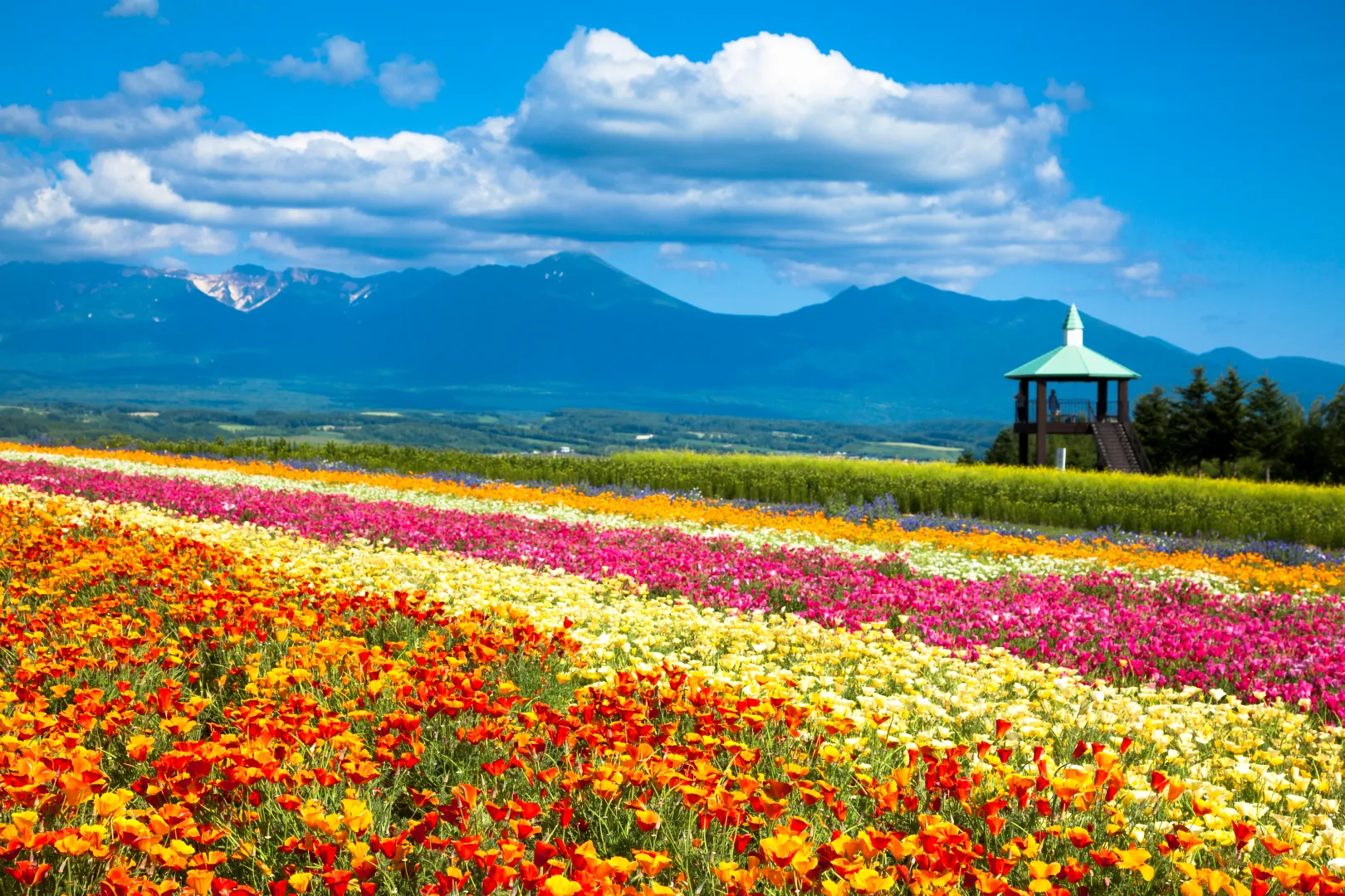 ⑤フラワーランドかみふらので富良野盆地と花畑を同時に楽しむ