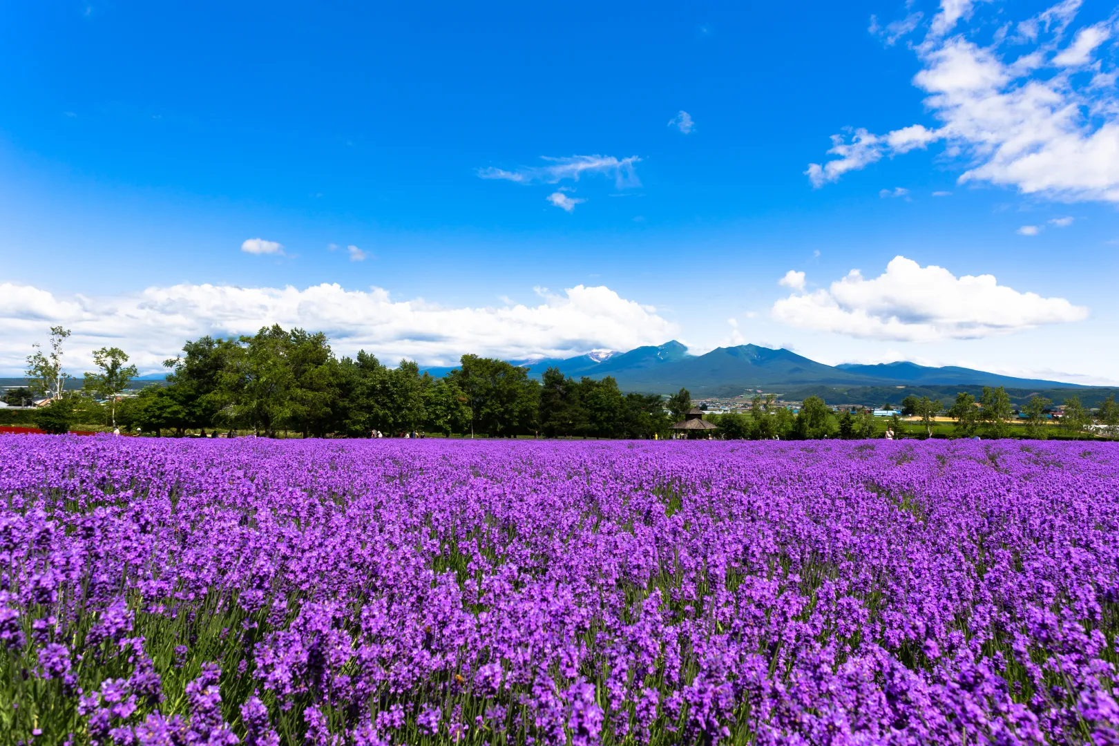 ⑥ファーム富田で早咲ラベンダーとラベンダーアイスクリームを味わう