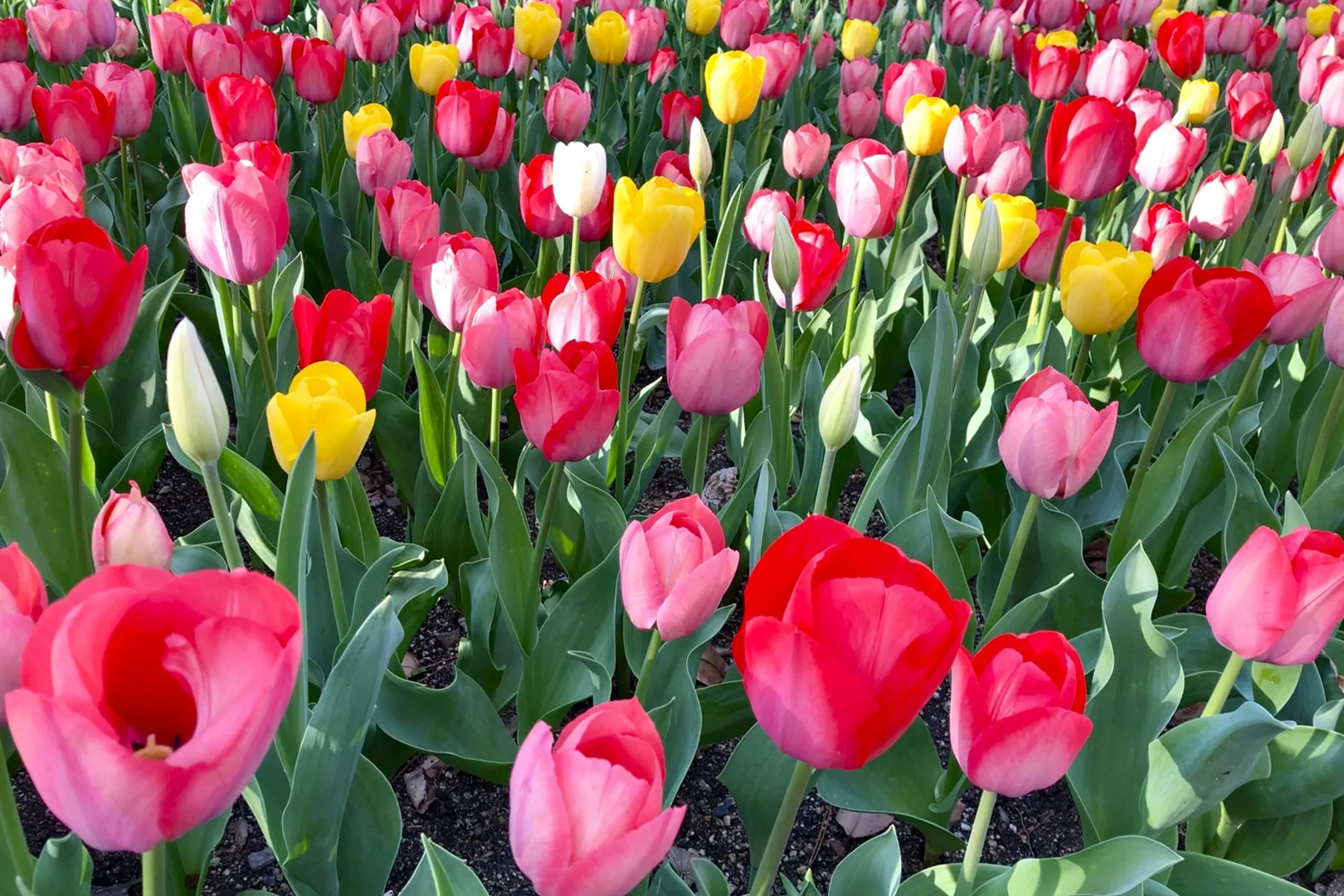 Q. 春に見られる花の種類は何ですか？