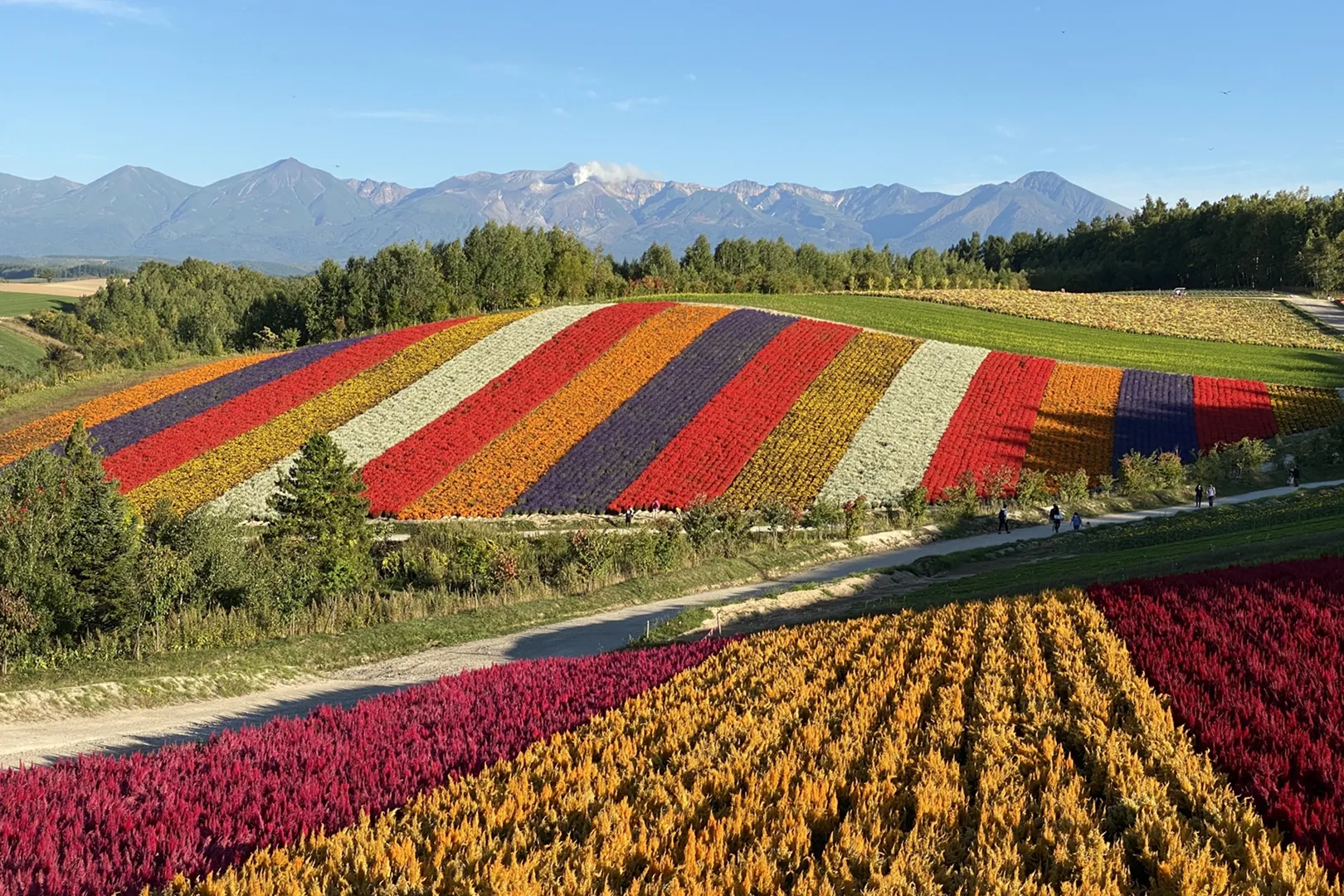 ②四季彩の丘で春の花を複数種類堪能する