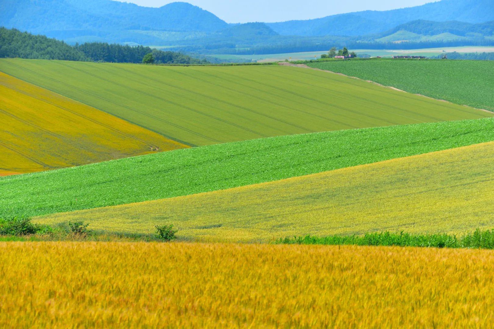 ③パッチワークの丘