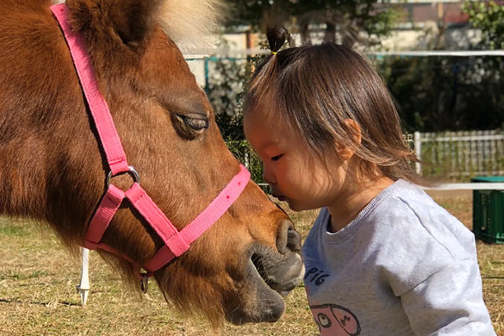 ふれあいポニーパーク｜ポニーとふれあえる2日間
