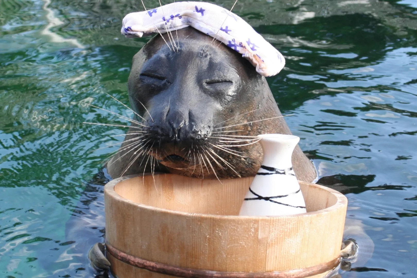箱根園水族館｜アザラシにも会える標高日本一の水族館