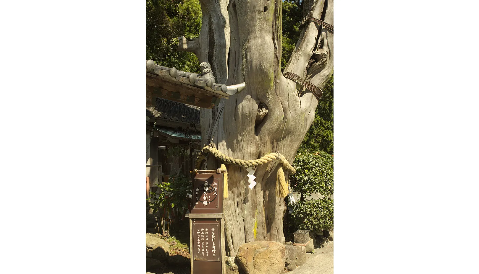 樹齢2000年の御神木「薬師の柏槙」
