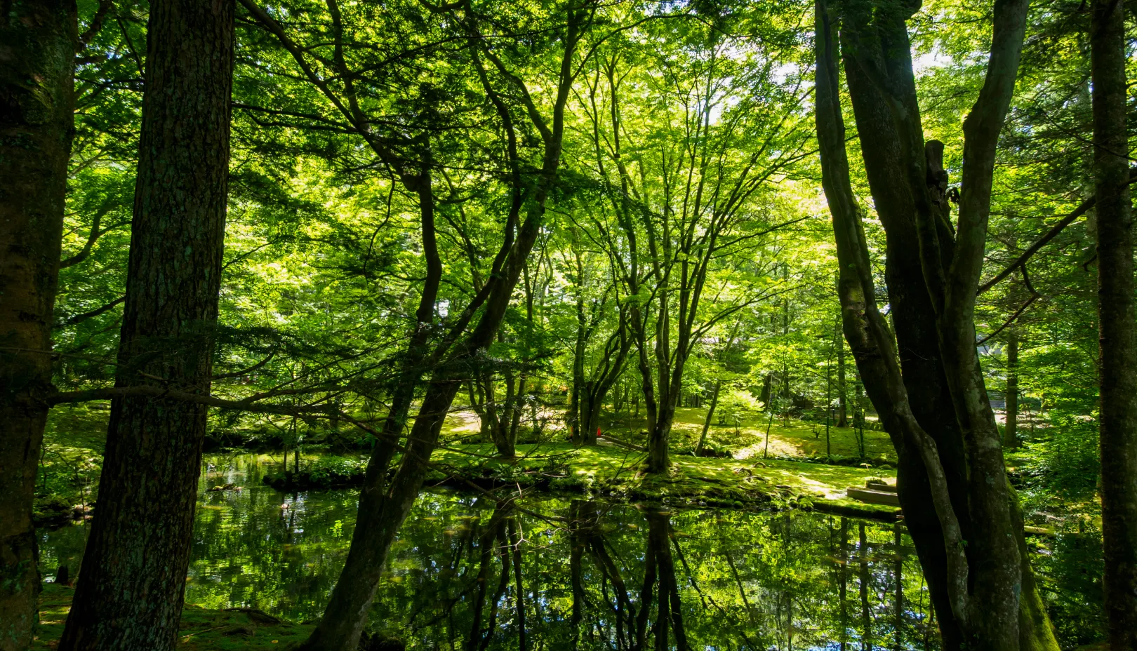 PIXTAより「水鏡が美しい夏の雲場池」