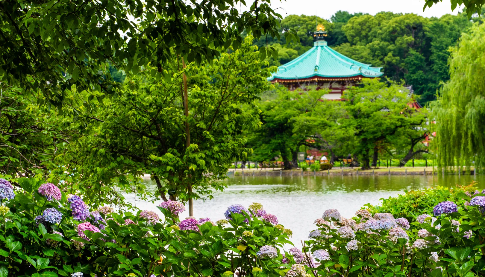 PIXTAより「上野恩賜公園のあじさい」
