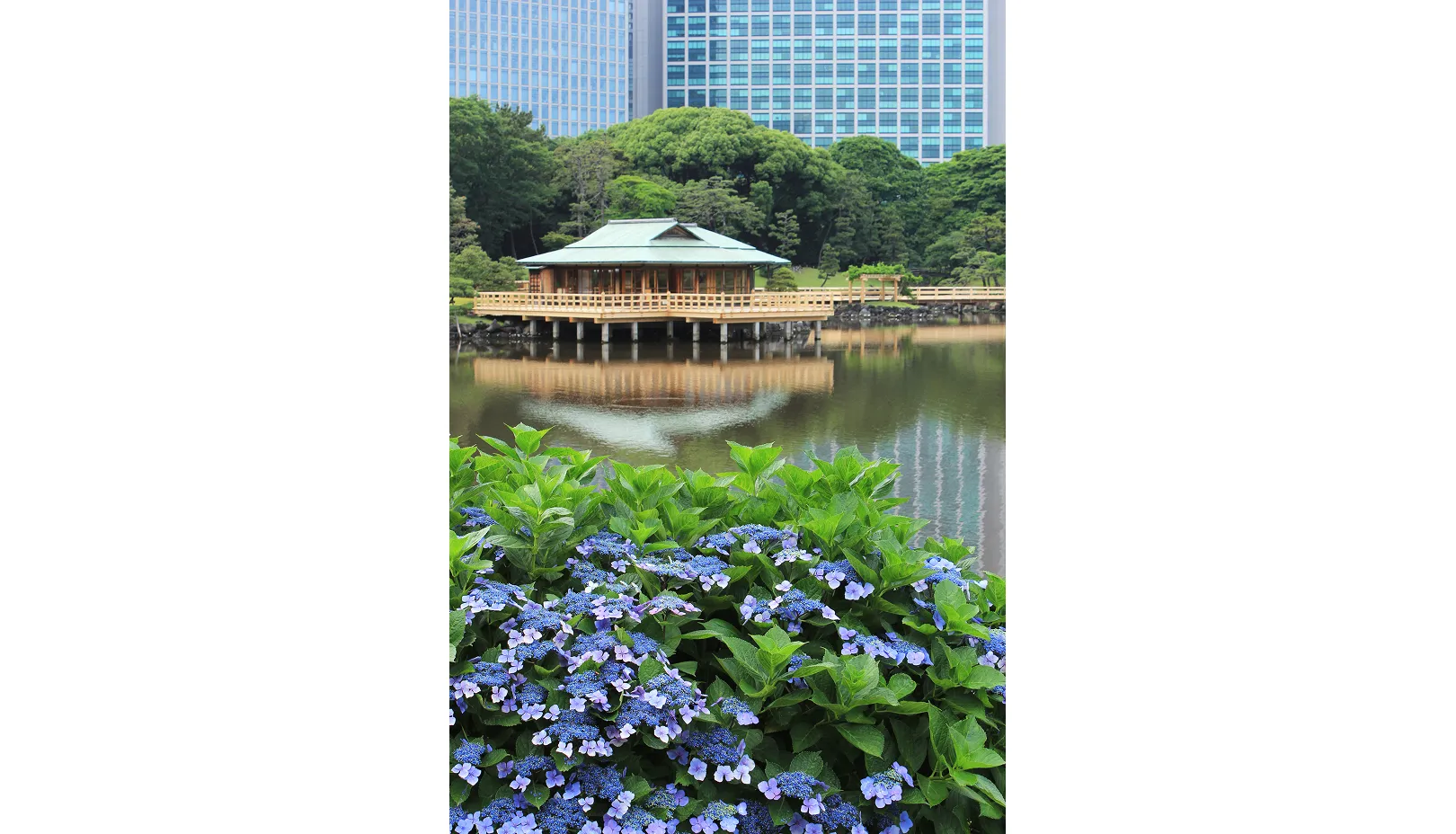 PIXTAより「浜離宮恩賜庭園のあじさい」