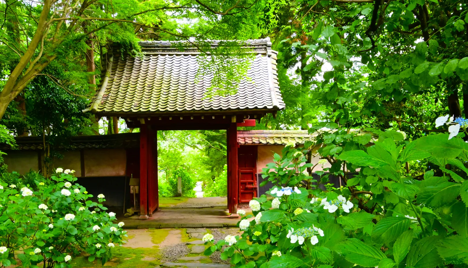 PIXTAより「寺院に咲くあじさい」