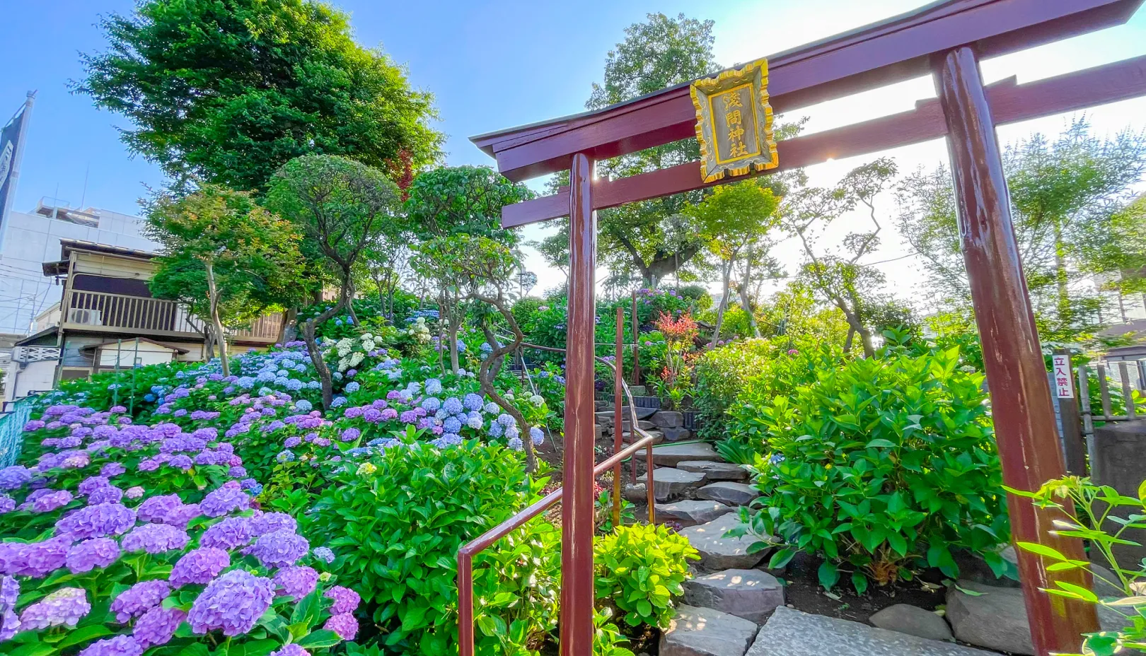 PIXTAより「白山神社のあじさい」