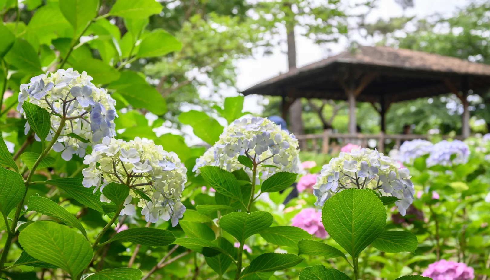 PIXTAより「多摩川台公園のあじさい」